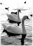 dat Avendlicht lett j&uuml;m good, nich?