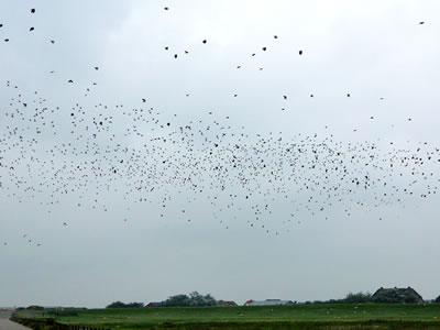 "Swarte S&uuml;nn" ahn S&uuml;nn