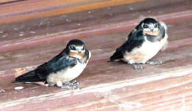 To tweet t&ouml;&ouml;vt sik dat beter