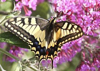 Hei ist de Schöönst!