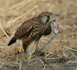 Bild ut dat Book vun Dr. Heiz Br&uuml;ll
