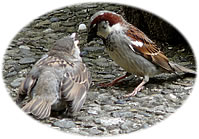 J&uuml;mmers quengelt de G&ouml;&ouml;rn! -- Klick op to'n Vergr&ouml;ttern!