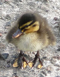 Kole Feut? Keen Probleem f&ouml;r mi!