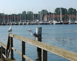 Dor muttst di anschriegen laten vun de Vagels! Man dat is ja vunwegen de L&uuml;tten!