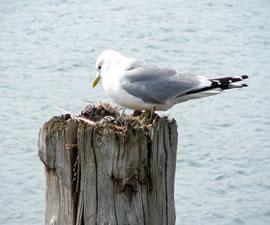 Vadder passt op op de dree L&uuml;tten