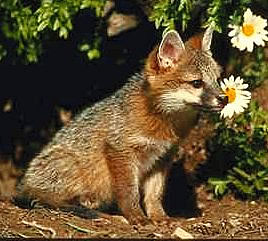 Erst, ich war noch ein kleiner Kompan und hatte die Br&uuml;ste / Kaum zu saugen verlernt, da folgt ich meinen Begierden / Unter die jungen L&auml;mmer und Ziegen, die neben der Herde / Sich im Freien zerstreuten; ich h&ouml;rte die bl&ouml;kenden Stimmen / Gar zu gerne, da l&uuml;stete mich nach leckerer Speise. (Goethe, "Reineke Fuchs", 4.Gesang)