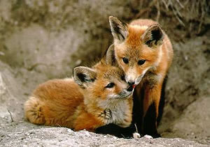 Habet acht und haltet zusammen! Entk&auml;m er uns heute, / K&ouml;nnte sein Witz ihn befrein und seine listigen R&auml;nke (Goethe, "Reineke Fuchs", 4.Gesang)