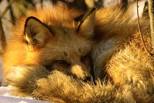 Weiter nichts? versetzte der Fuchs. Das ficht mich nun alles / Keinen Pfifferling an. (Goethe, "Reineke Fuchs", 7.Gesang)