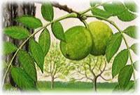 Dor full Gertraud rut