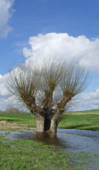 Korbwichel. Foto: Gro&szlig;mann/Pixelio