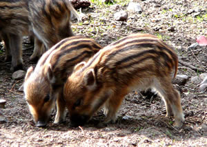 Geswister. -- Klick op to'n Vergr&ouml;ttern!