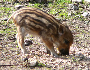 Dat W&ouml;ltern in de Eer kannst nich fr&ouml;h noog &ouml;ven, dat feddert groot K&ouml;nen!  -- Klick op to'n Vergr&ouml;ttern!