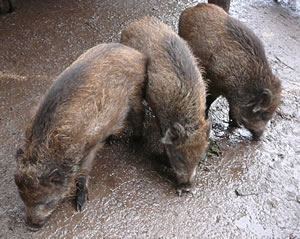 Dree "&Ouml;verl&ouml;per", d.h. Halvstarke.  -- Klick op to'n Vergr&ouml;ttern!