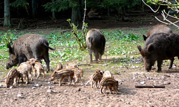 Familienidyll in de Grootfamilie. -- Klick op to'n Vergröttern!