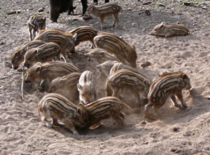 Kollektives Massen-Kaputtmaken -- Jung-Wildswien sin leevstes Schoolfach! -- Klick op to'n Vergröttern!
