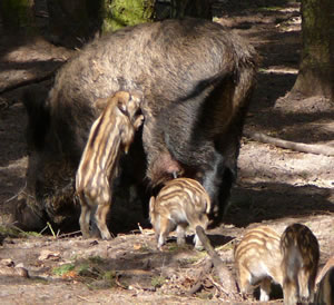 Ja, dat Wildswien is en S&ouml;&ouml;gdeert.  -- Klick op to'n Vergr&ouml;ttern!