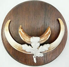 Wildswientroph&auml;e.  -- Klick op to'n Vergr&ouml;ttern!