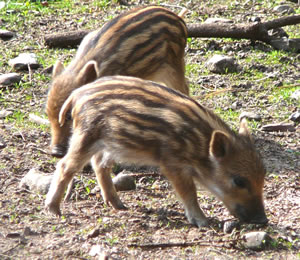 So en Swienkraam!  -- Klick op to'n Vergr&ouml;ttern!