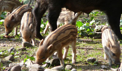 Nehgbi de Melkquell. -- Klick op to'n Vergröttern!