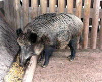 Ik freet sinnig wieder! -- Klick op to'n Vergröttern!
