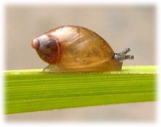 D&uuml;sse Snick is w&uuml;rklich l&uuml;&uuml;rl&uuml;tt