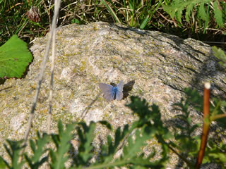Bl&auml;uling op den Steen. -- Klick op to'n Vergr&ouml;ttern!