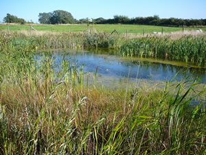 Dat Biotop an't Brodtener &Ouml;ver. -- Klick op to'n Vergr&ouml;ttern!