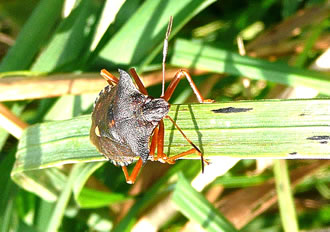 Kraxeln, n&ouml;&ouml;mt dat de Bayern
