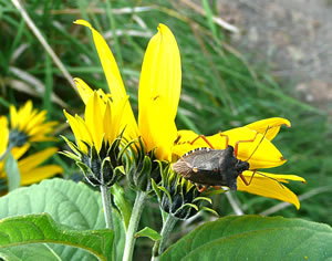 sch&ouml;ne Farvkontraste