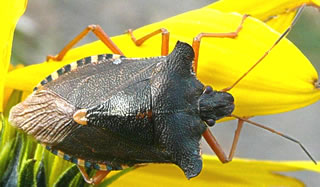 Rode Been un lange F&ouml;hlers