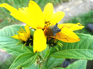 Wat kr&uuml;ppt da ut de Bl&ouml;&ouml;t?