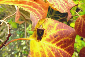 Wa smuck is d&uuml;sse Wanz!