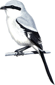 Teemlich gries is he ja, de W&ouml;rger...