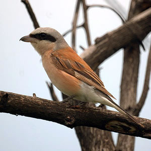 "Ik b&uuml;n twoors l&uuml;tter, avers dorf&ouml;r heff ik min Oogenbinn vun de Mafia! Wat meent Se, woso ik Neunt&ouml;ter heet!"