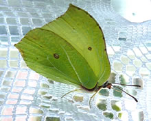 De Falter intresseert sik f&ouml;r H&auml;kelmuster