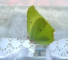 Nee, d&uuml;sse H&auml;kelmuster s&uuml;nd intressant...!