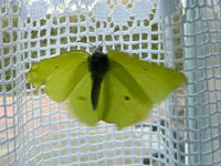 Wies mal de Fl&ouml;gel, Falter!