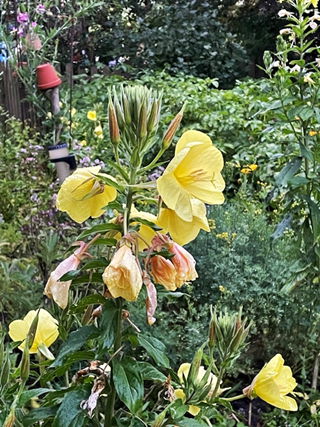sommerkars