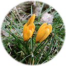 En Krokus f&ouml;r Helga