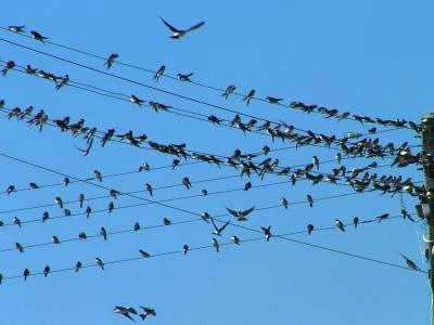 Schreckliche Schwunken-Monster!