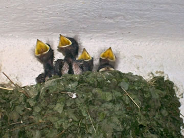 Wi findt dat to'n Schriegen! Avers nich komisch!